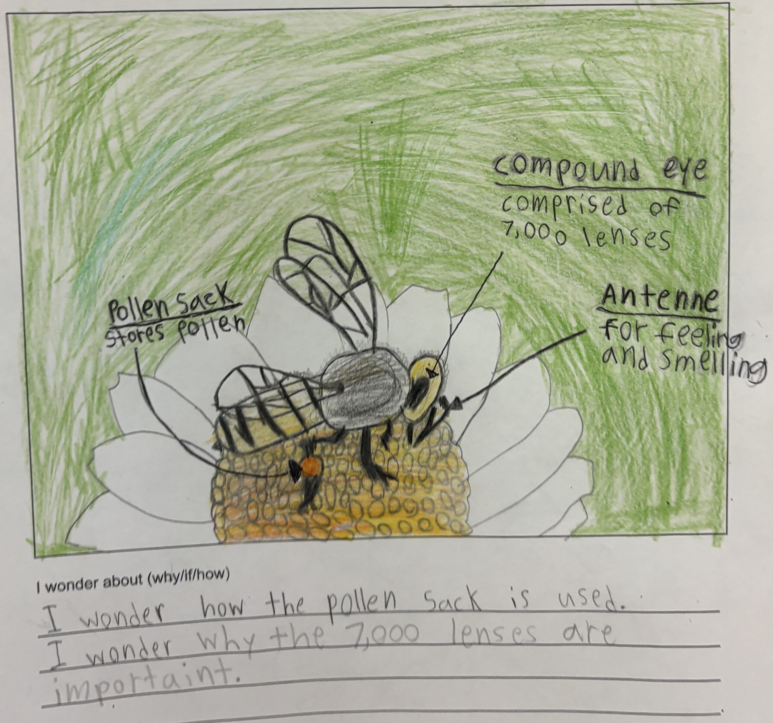 Bee phenomena Piedmont Ave