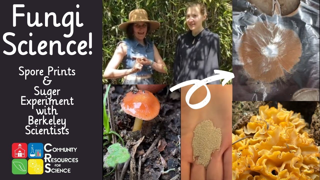 Fungi Science At Home with Leah and Grace Video Cover