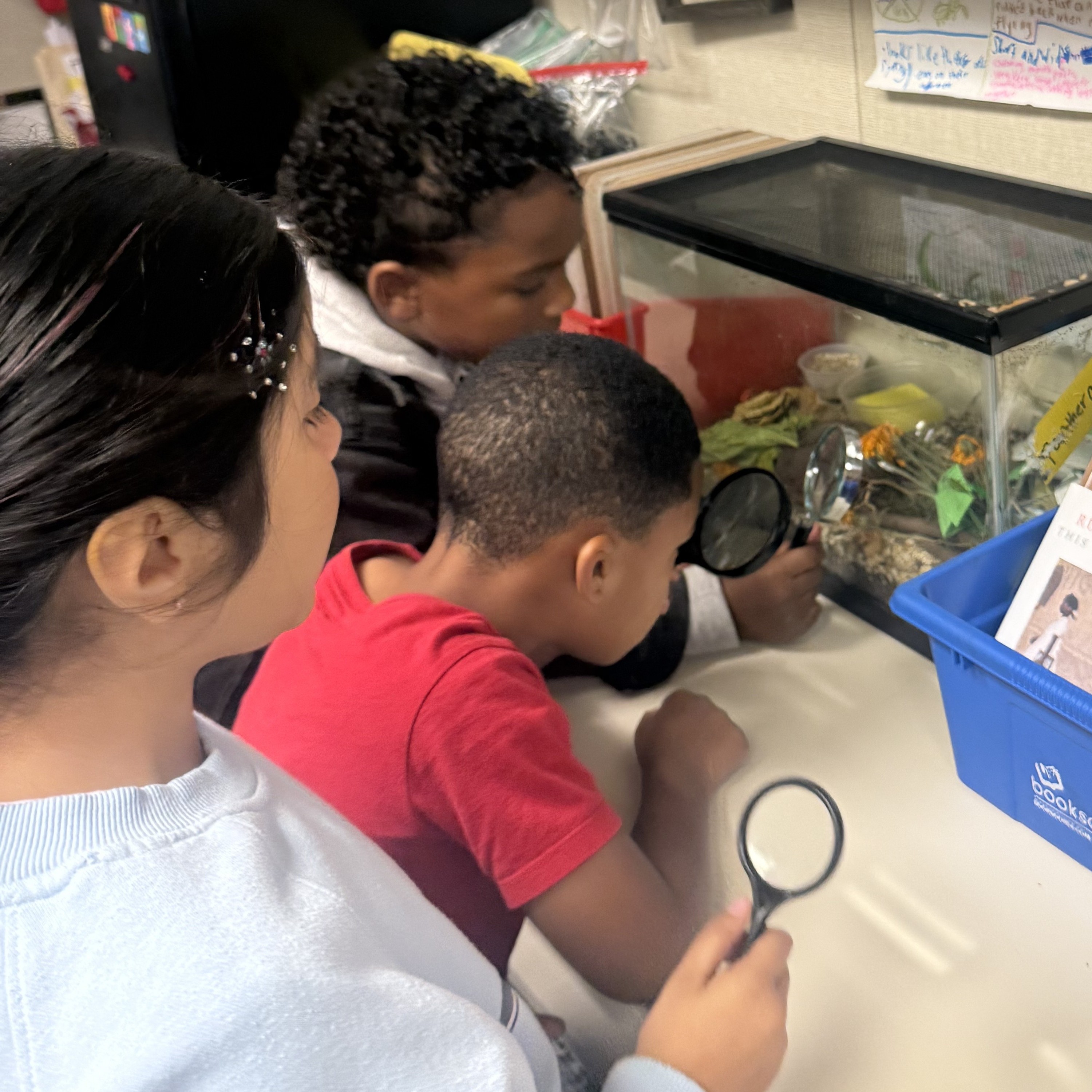 Observering Terrarium